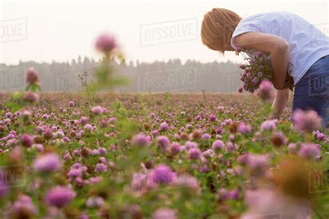 Caucasian Woman Picking Flowers In Field Stock Photo Dissolve
