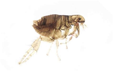 What Do Flea Bites Look Like Blog Miche Pest Control