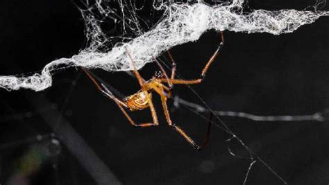 Male Black Widow Spiders Trash The Webs Of The Ones They Love Cbs News
