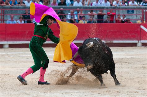 Free Images Bull Fun Performance Bullring Tradition Bullfighting