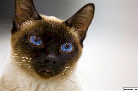 Jika penyakit mata pada kucing masih tidak terlalu parah, maka catlovers bisa mengobatinya sendiri. Kucing Bersin Bersin Dan Mata Berair - Berbagai Mata