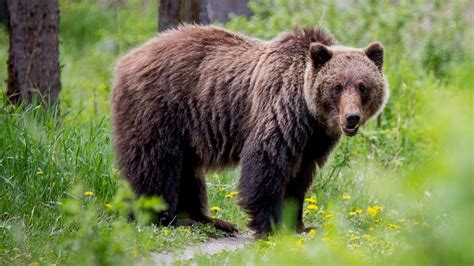 Grizzly Biology And Behavior Western Wildlife Outreach