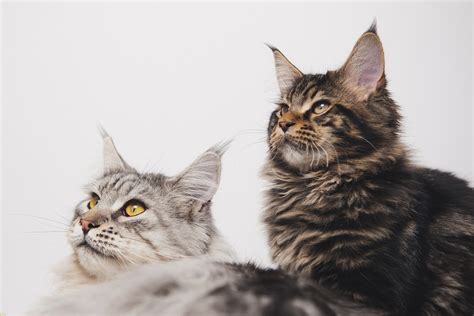 Understanding Cat Behavior How To Decode Your Feline Friend Pet Syllabus