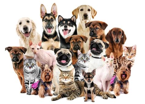 Pictures Cute Pets Group Of Cute Pets — Stock Photo © Belchonock