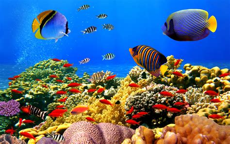 Coral Reef Wallpaper Hd 65 Images