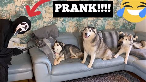 pranking my huskies with the scary movie costume [funniest reactions ] youtube