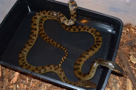 For Sale Baby Green Anacondas Eunectes Murinus Faunaclassifieds