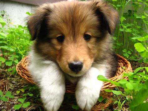 1791 Sheltie Pup 6 These Shetland Sheepdog Puppies Were Te Flickr