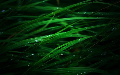 Rain Drops On Leaf Hd Close Up Wallpapers Desktop Wallpapers