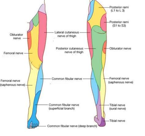 Sensory Innervation Of Leg Mapasgmaes