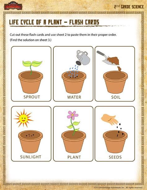 Printable Plant Activities For Preschool