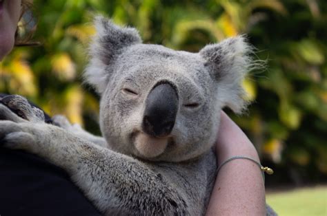 The First Known Baby Koala Since The Australian Wildfires Has Been Born