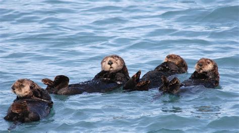 Sea Otters Characteristics Types Habitas And More