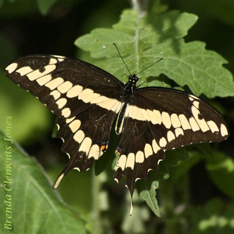 Giant Swallowtail