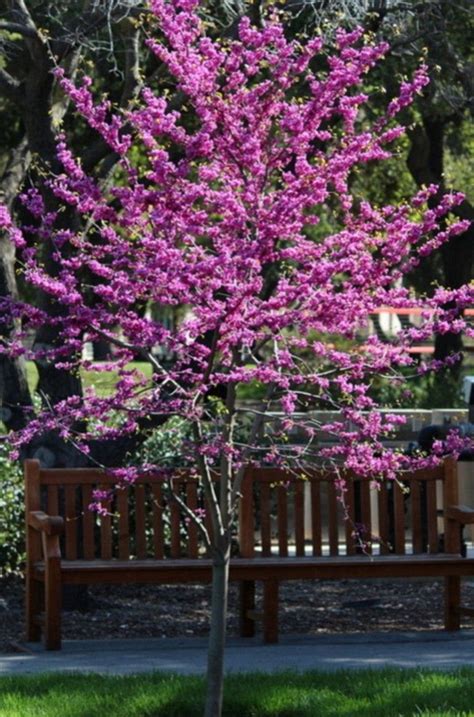 63 Lovely Flowering Tree Ideas For Your Home Yard Spring Flowering