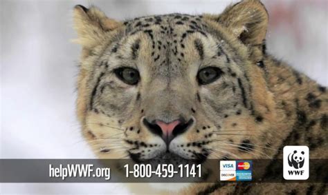 Symbolically Adopt A Snow Leopard And Support Wwfs Conservation Work