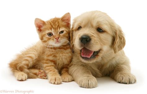 Cute and funny pics of kittens and puppies. Pets: Golden Retriever pup with ginger kitten photo WP21979