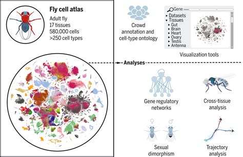 Fly Cell Atlas A Single Nucleus Transcriptomic Atlas Of The Adult