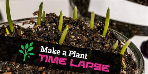 You need essential equipment like a suitable camera, large storage space for the photos, a strong stand or tripod, and favorable weather. How To Make a Time Lapse Video of Plants Growing · STEM Mayhem