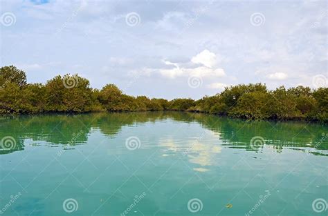 Mangrove Forest In Qeshm Island Iran Stock Photo Image Of Estuarine