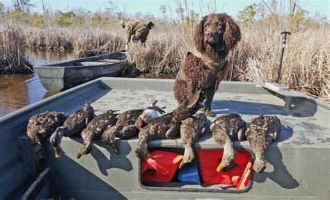 The Best Duck Hunting Dogs 2022