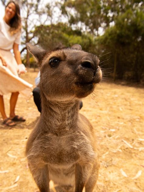 A Kangaroo Island Wildlife Park Guide Australian Traveller