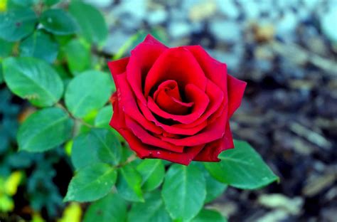 It is a symbol for love, romance and affection. Free picture: leaf, red, macro, flower, petal, rose, flora ...