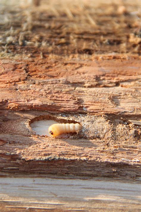 What Is Woodworm How To Spot And Treat Furniture Dainty Dress Diaries