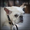 Very Old French Bulldog | Flickr - Photo Sharing!