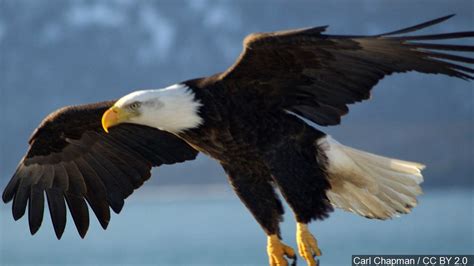 Viewing tweets won't unblock @the_eagles. Opiniones de Eagles