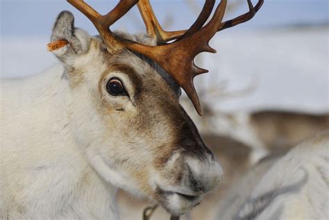 Reindeer Eyes Turn Blue In The Winter Live Science
