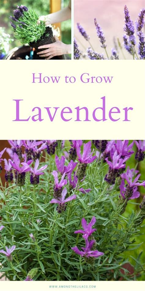 How To Grow Lavender Growing Lavender Flower Garden Care Lavender Plant