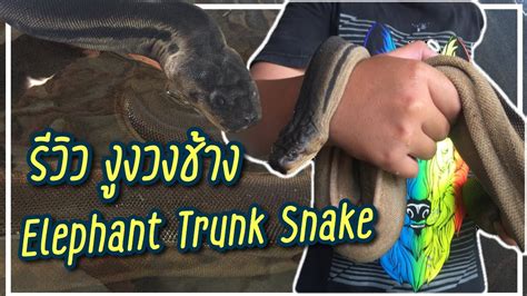 งงวงชาง Elephant Trunk Snake YouTube