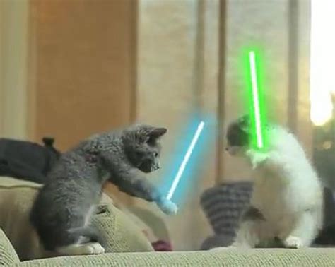 The Force Is Strong In Jedi Cats Video