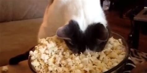 Popcorn Face Warming Cat Should Be Your Spirit Animal