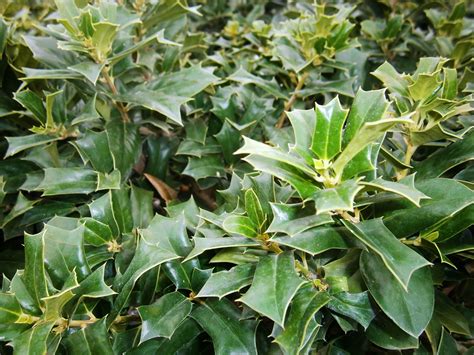 November Plant Of The Month Dwarf Chinese Holly Garden Center Nursery