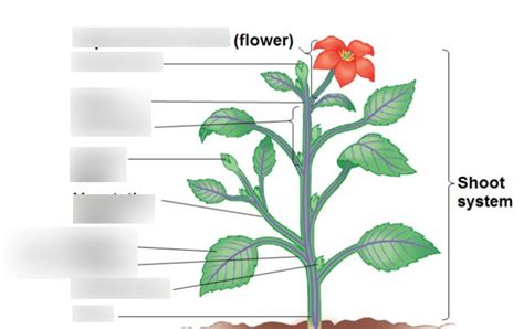 Unit 2 Lesson 12 Shoot System Of A Vascular Plant Diagram Diagram