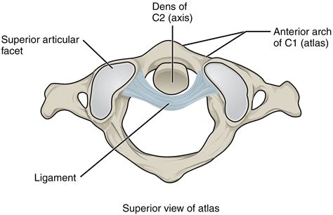 This Figure Shows The Structure Of The Atlantoaxial Joint