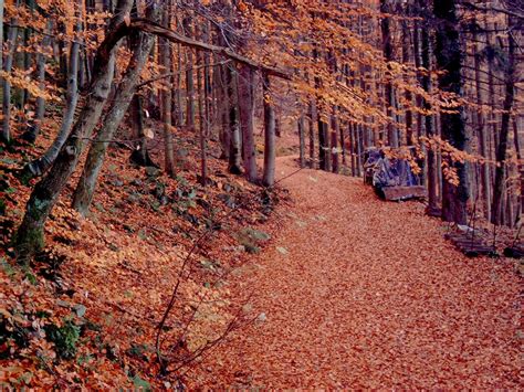 Autumn In Black Forest Free Photo Download Freeimages