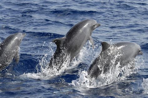New Research Shows Bottlenose Dolphins Turn To The Right Whale And