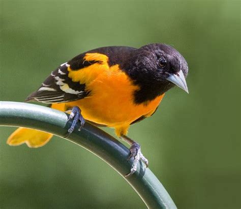 Beautiful Orange And Black Bird Birds And Owls Pinterest