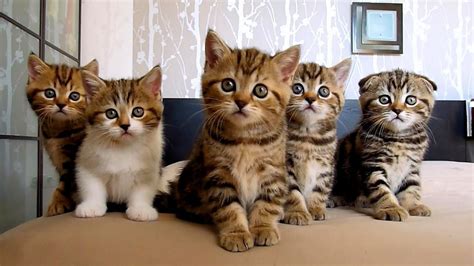 About this piece this image is from the shutterstock collection. Top Kittens 🔴 Funny and Cute Kittens Videos Compilation ...