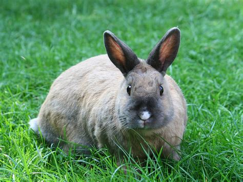 Netherland Dwarf Rabbit Breed Information Care Guide Uk Pets