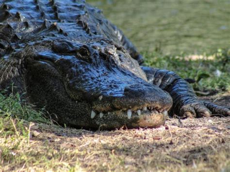 Whopping Gator Wrangled In Florida Bradenton Fl Patch