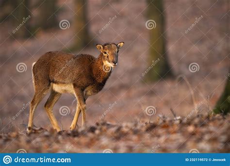 Mouflon Die Im Wald In Der Herbstsonne Spaziert Stockfoto Bild Von