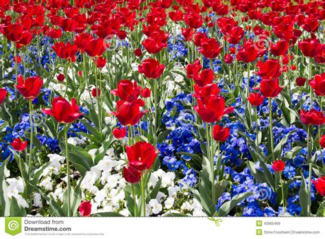 Red White And Blue Flowers Images Top Collection Of Different Types