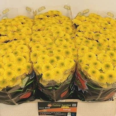 Chrysant San Doria Yellow Cm Wholesale Dutch Flowers Florist