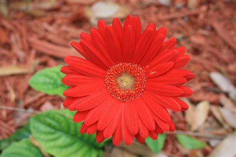 Plikgerbera Daisy Flower Digon3 Wikipedia Wolna Encyklopedia