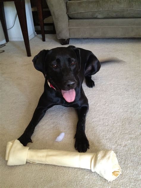 While your dog is a cub, they can also eat food designed for tiny pooches, such as the best dry dog food for small dogs. Beautiful female black lab/great dane mix named Rylee Jo ...