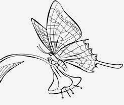 Kalo dipikir pikir emang kupu kupu ini bagus banget sih kalo. Dunia Sketsa Gambar: sketsa kupu-kupu